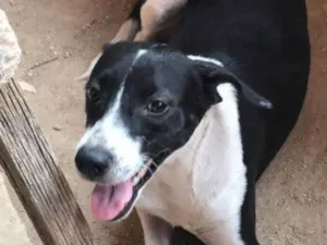 Cachorro raça SRD-ViraLata idade 2 anos nome Poliana 