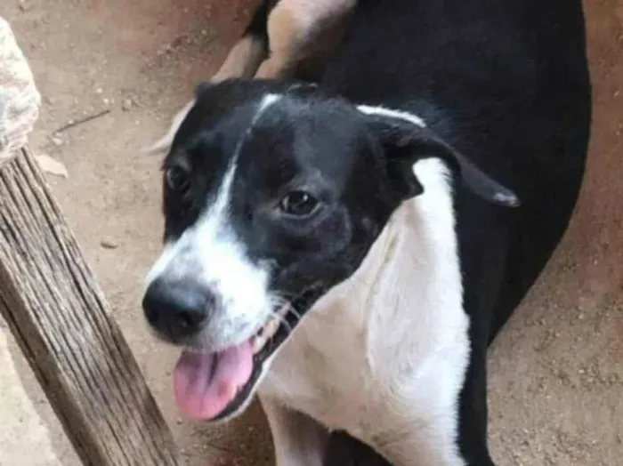 Cachorro ra a SRD-ViraLata idade 2 anos nome Poliana 
