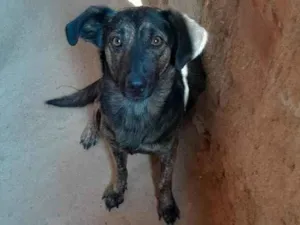 Cachorro raça SRD-ViraLata idade 2 anos nome India