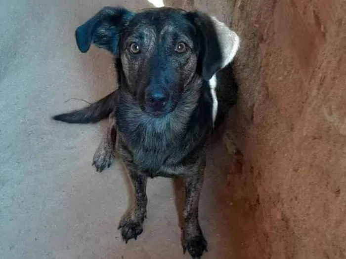Cachorro ra a SRD-ViraLata idade 2 anos nome India