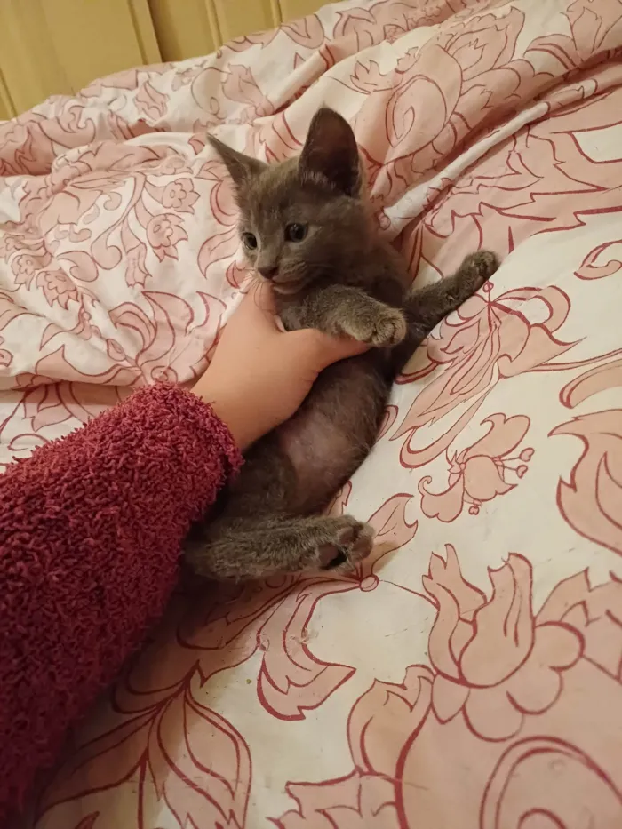 Gato ra a Mix russo azul idade Abaixo de 2 meses nome Stefany adocao