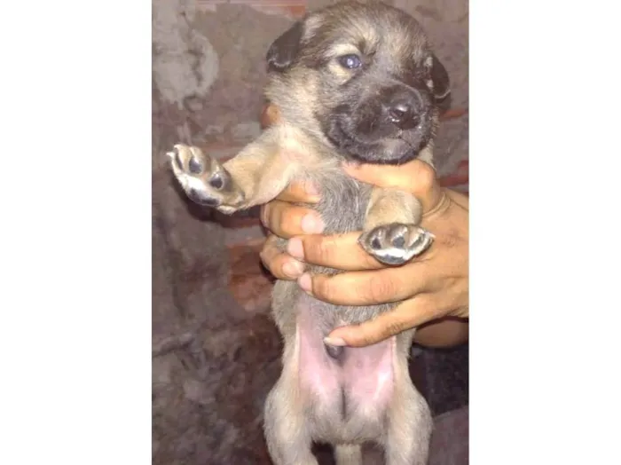 Cachorro ra a SRD-ViraLata idade  nome Filhotes