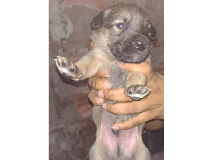 Cachorro ra a SRD-ViraLata idade  nome Filhotes