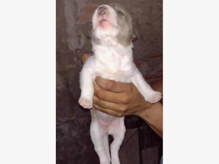 Cachorro ra a SRD-ViraLata idade  nome Filhotes