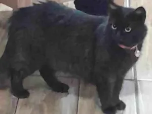 Gato raça SRD-ViraLata idade 1 ano nome ESTRELA