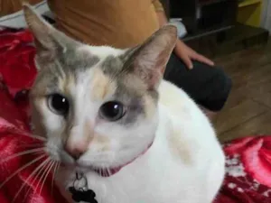 Gato raça SRD-ViraLata idade 7 a 11 meses nome MIAH