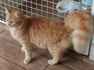 Gato raça SRD-ViraLata idade 1 ano nome MEL