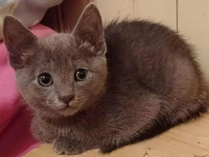 Gato ra a Mix russo azul idade Abaixo de 2 meses nome Stefany adocao