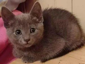 Gato raça Mix russo azul idade Abaixo de 2 meses nome Stefany adocao