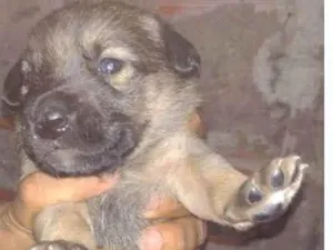 Cachorro raça SRD-ViraLata idade  nome Filhotes