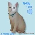Teddy