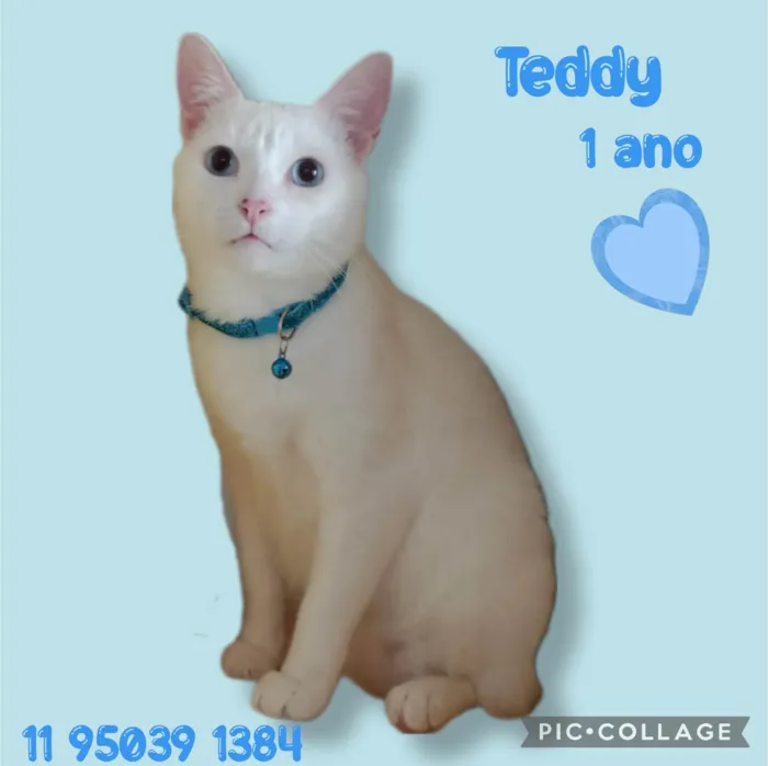 Cachorro ra a  idade 1 ano nome Teddy