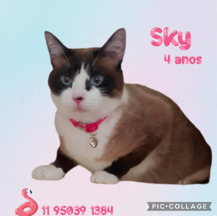 Gato ra a  idade 4 anos nome Sky