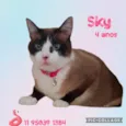 Sky