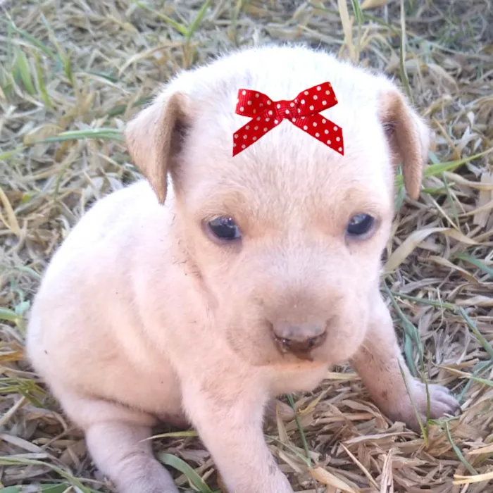 Cachorro ra a Mestica  idade 2 a 6 meses nome Sofia 