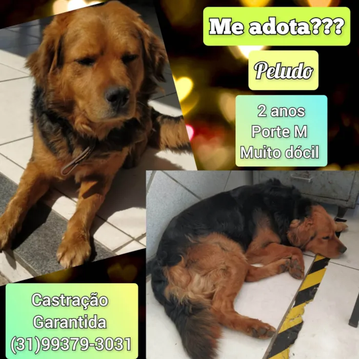 Cachorro ra a SRD-ViraLata idade 2 anos nome Peludo