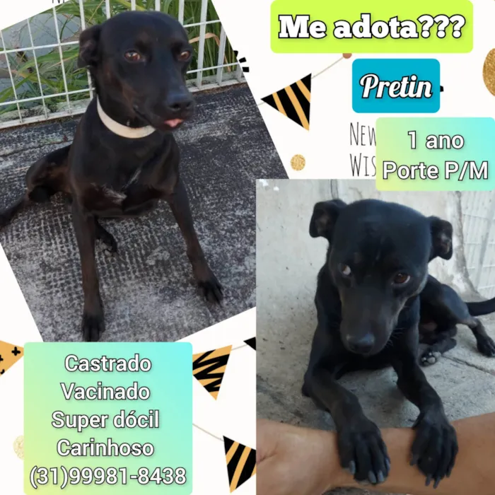 Cachorro ra a SRD-ViraLata idade 1 ano nome Pretin