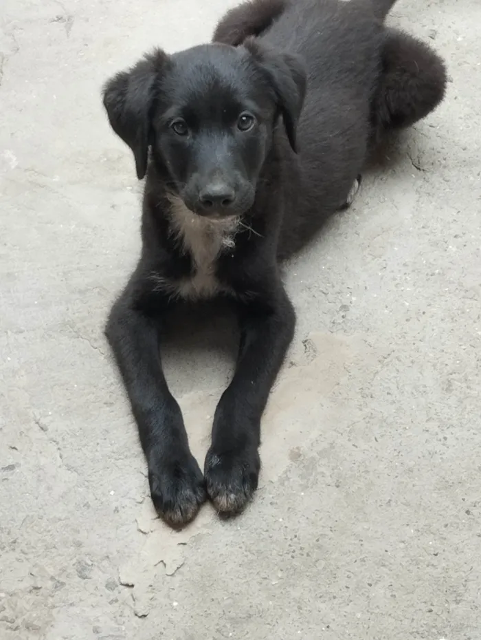 Cachorro ra a SRD-ViraLata idade 2 a 6 meses nome Nego