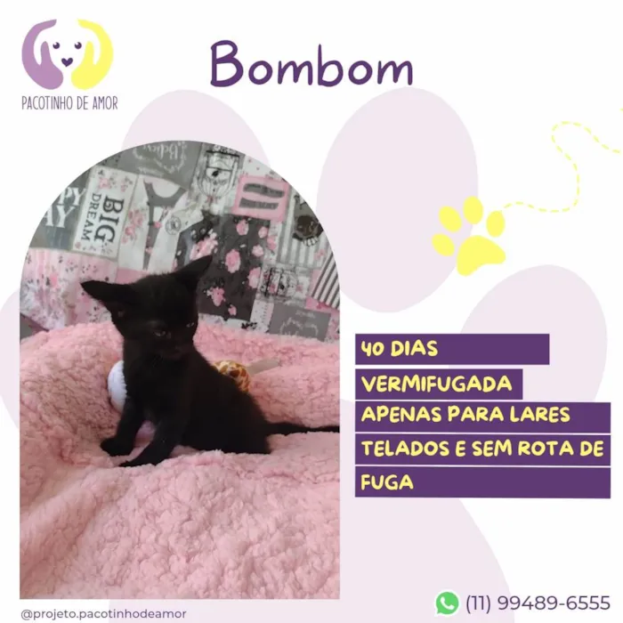 Gato ra a SRD-ViraLata idade Abaixo de 2 meses nome Bombom