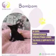 Bombom