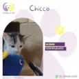 Chicco