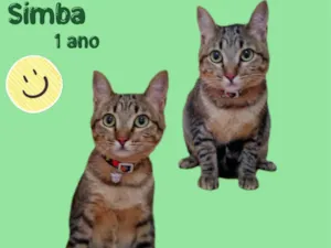 Gato raça  idade 1 ano nome Simba
