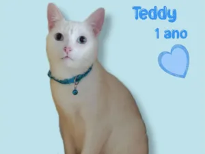 Cachorro raça  idade 1 ano nome Teddy