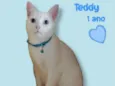 Teddy