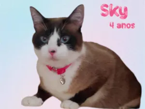 Gato raça  idade 4 anos nome Sky