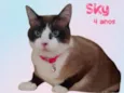 Sky