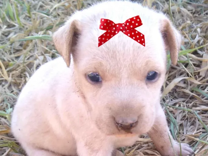 Cachorro ra a Mestica  idade 2 a 6 meses nome Sofia 