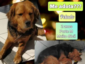 Cachorro raça SRD-ViraLata idade 2 anos nome Peludo