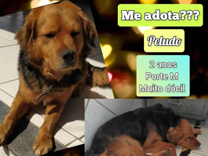 Cachorro ra a SRD-ViraLata idade 2 anos nome Peludo