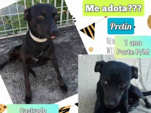 Cachorro raça SRD-ViraLata idade 1 ano nome Pretin