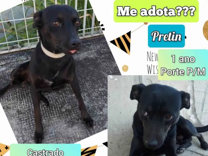 Cachorro ra a SRD-ViraLata idade 1 ano nome Pretin