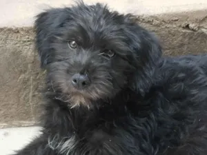 Cachorro raça SRD-ViraLata idade 2 a 6 meses nome Nego