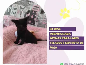 Gato raça SRD-ViraLata idade Abaixo de 2 meses nome Bombom