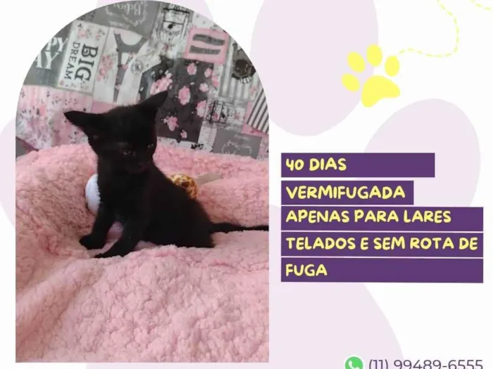 Gato ra a SRD-ViraLata idade Abaixo de 2 meses nome Bombom