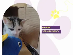 Cachorro raça SRD-ViraLata idade Abaixo de 2 meses nome Chicco