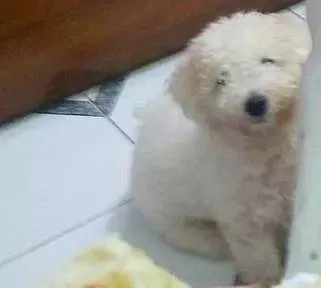Cachorro ra a Poodle  idade 1 ano nome Thor