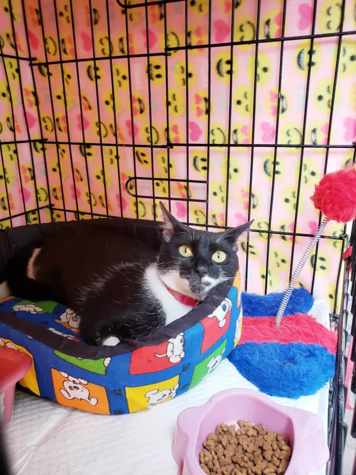 Gato ra a SRD-ViraLata idade 7 a 11 meses nome Felícia
