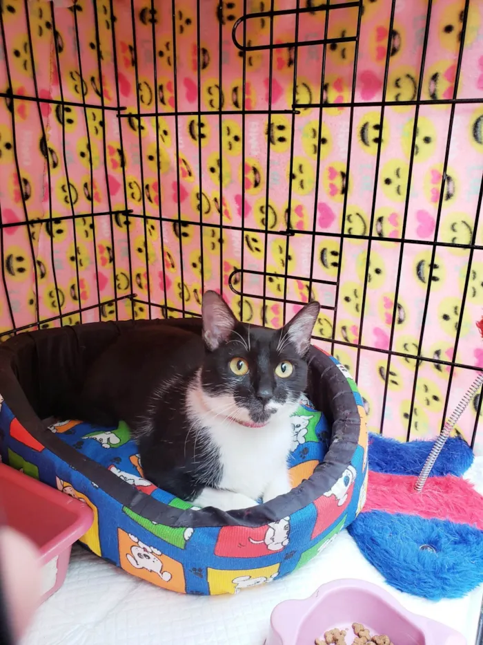 Gato ra a SRD-ViraLata idade 7 a 11 meses nome Felícia