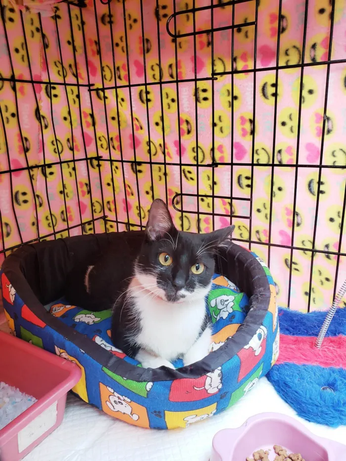 Gato ra a SRD-ViraLata idade 7 a 11 meses nome Felícia