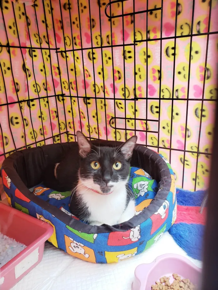 Gato ra a SRD-ViraLata idade 7 a 11 meses nome Felícia