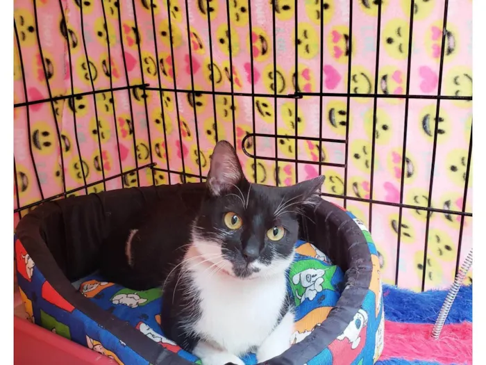 Gato ra a SRD-ViraLata idade 7 a 11 meses nome Felícia