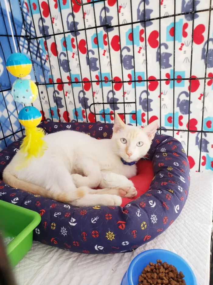 Gato ra a SRD-ViraLata idade 7 a 11 meses nome Pudim