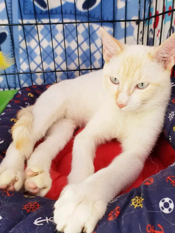 Gato ra a SRD-ViraLata idade 7 a 11 meses nome Pudim