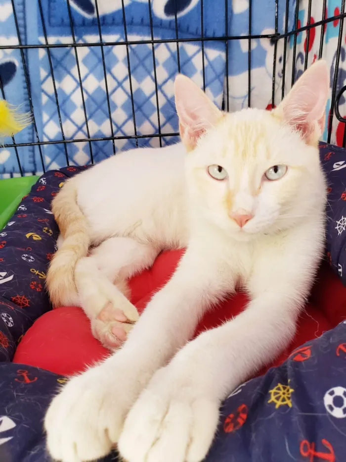 Gato ra a SRD-ViraLata idade 7 a 11 meses nome Pudim