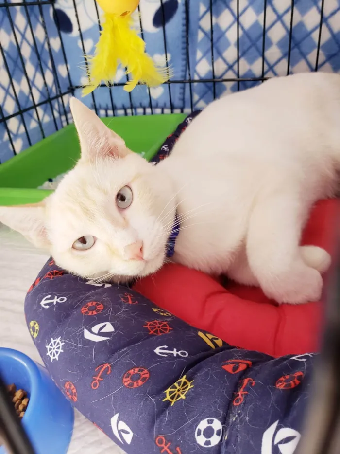 Gato ra a SRD-ViraLata idade 7 a 11 meses nome Pudim