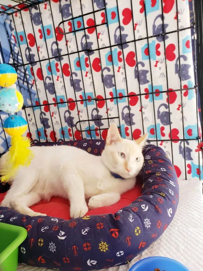 Gato ra a SRD-ViraLata idade 7 a 11 meses nome Pudim